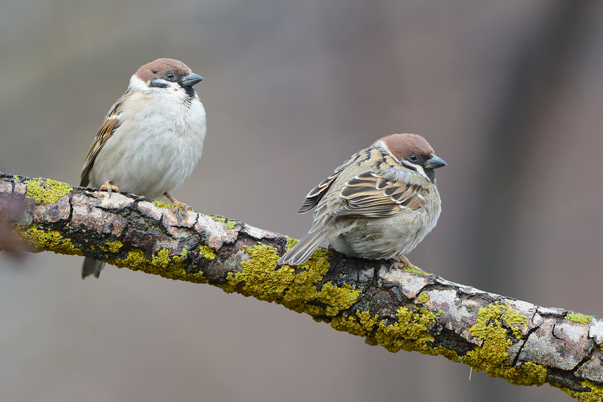 Tree Sparrow (Ringmus)