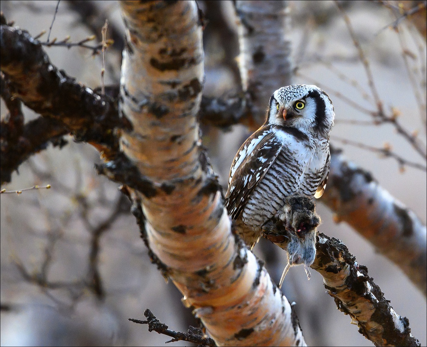 Northern Hawk-owl (Sperweruil)