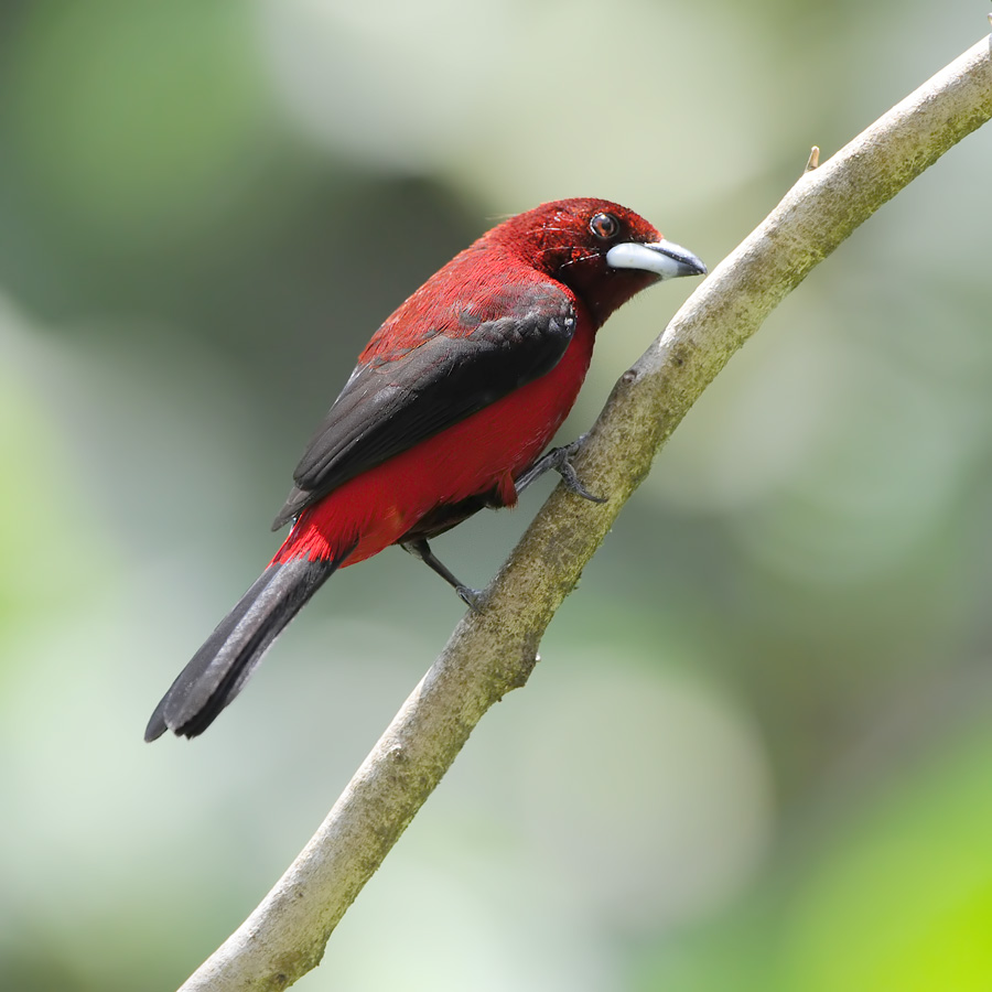Crimson-backed taanager (Roodbuik-tangare)