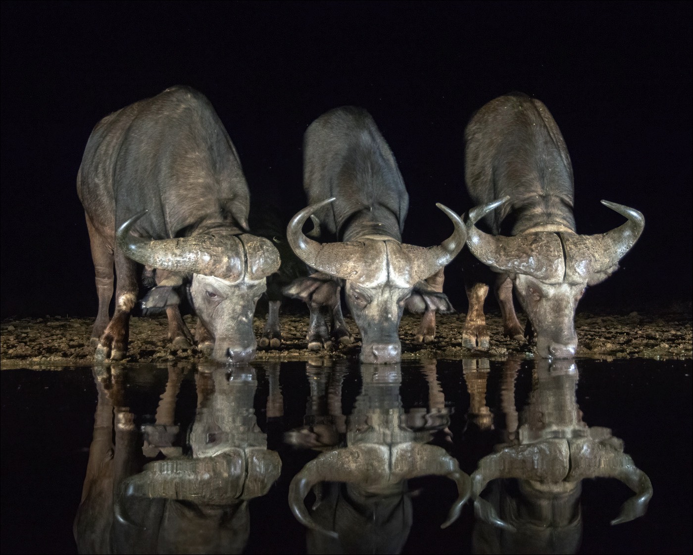 Buffalo (Buffel)