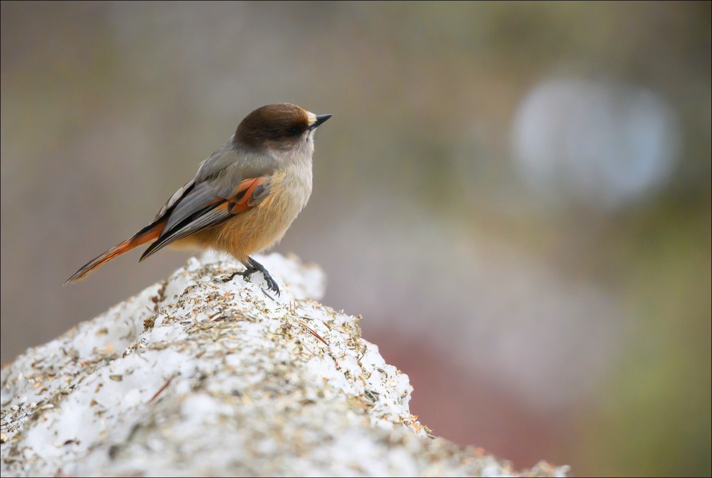 Siberian Jay (Taigagaai)