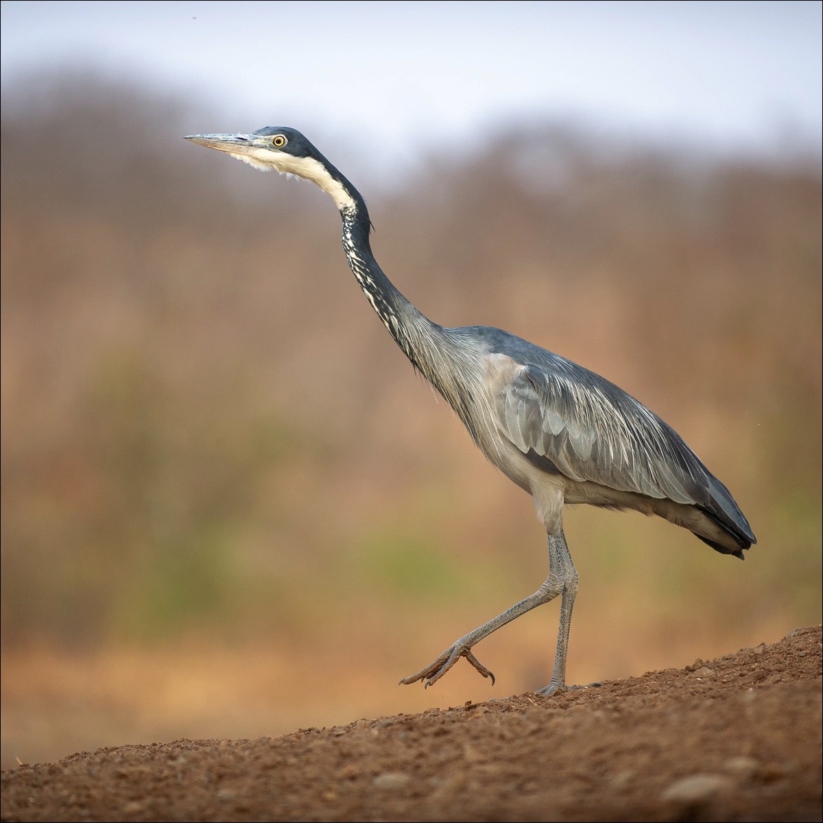 Black-headed Heron (Zwartkopreiger)