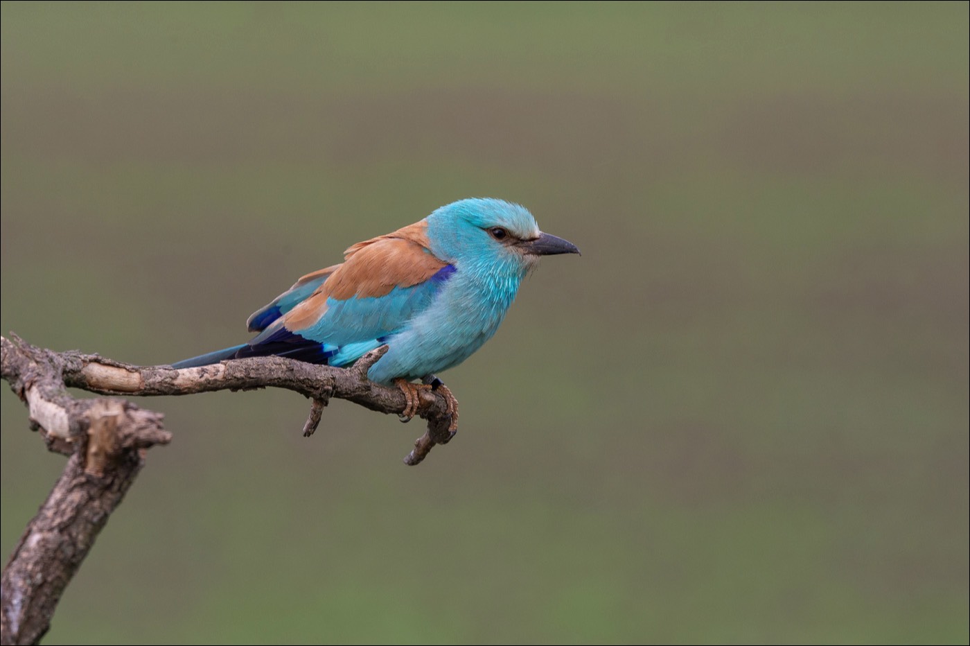 European Roller (Scharrelaar)