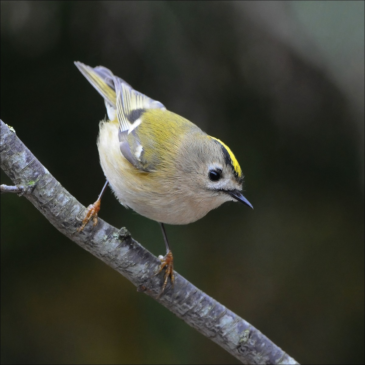 Goldcrest (Goudhaan)