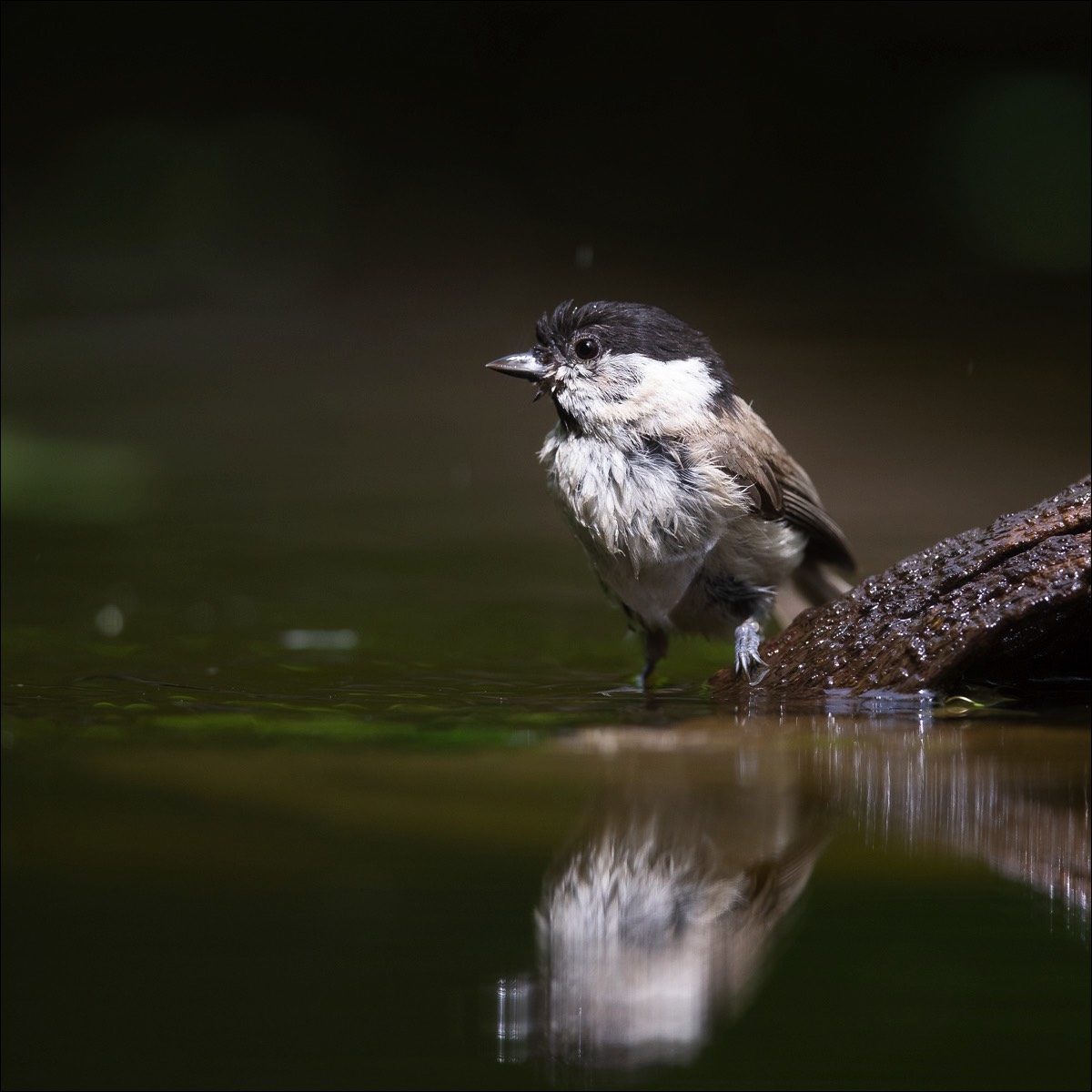 Marsh Tit (Glanskop)