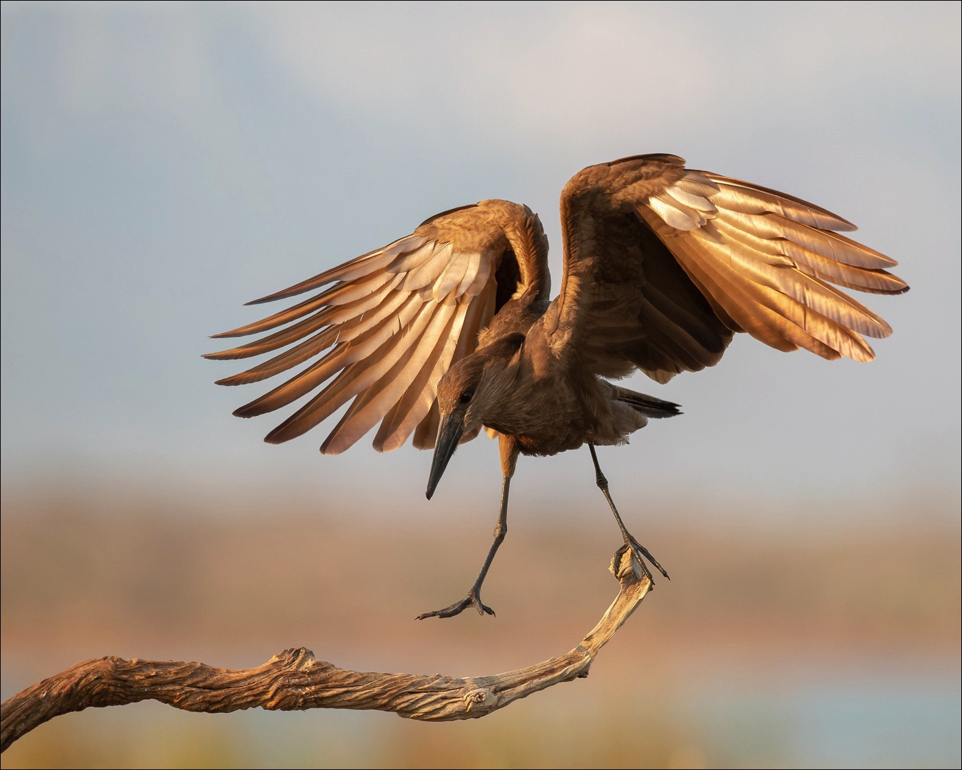 Hamerkop (Hamerkop)