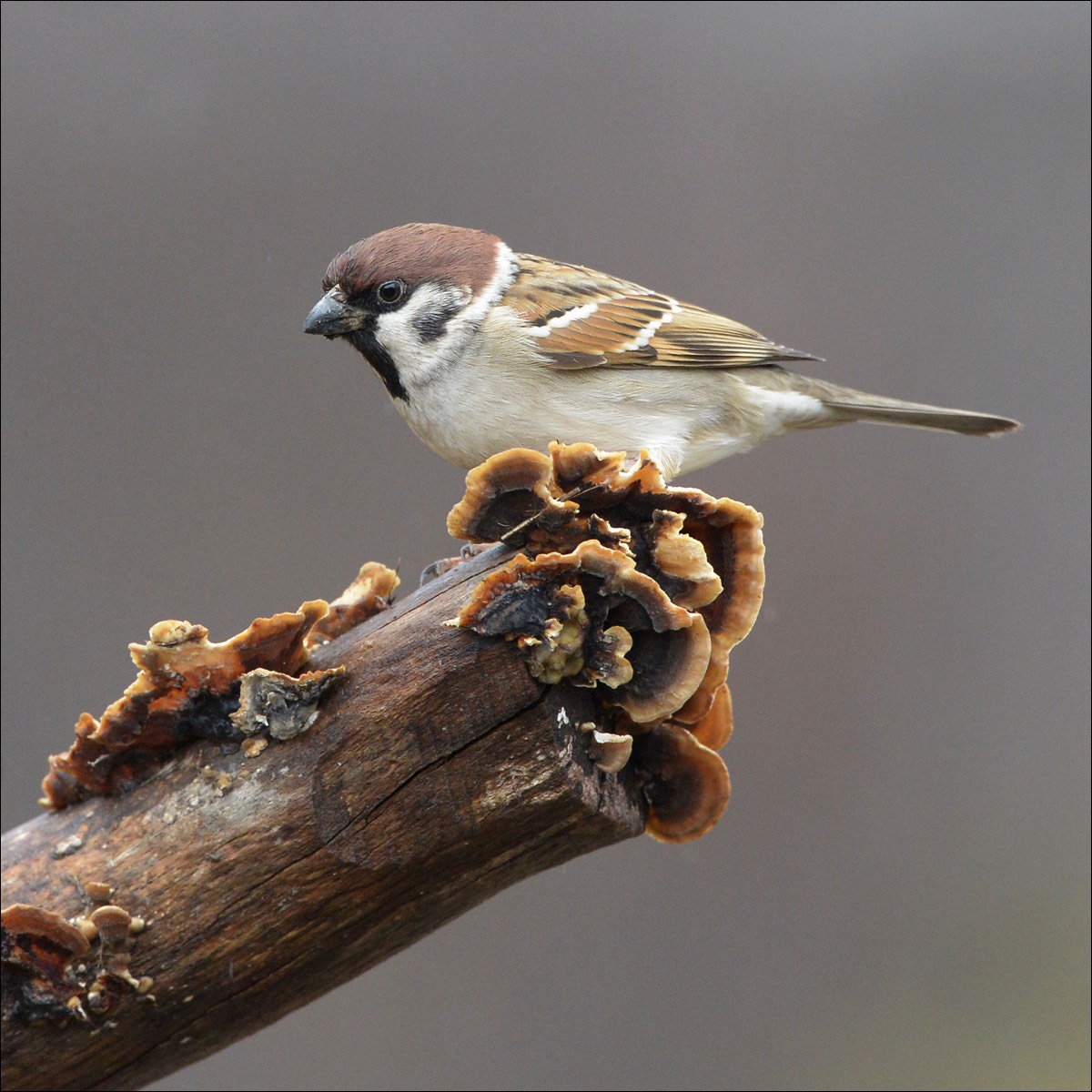 Tree Sparrow (Ringmus)