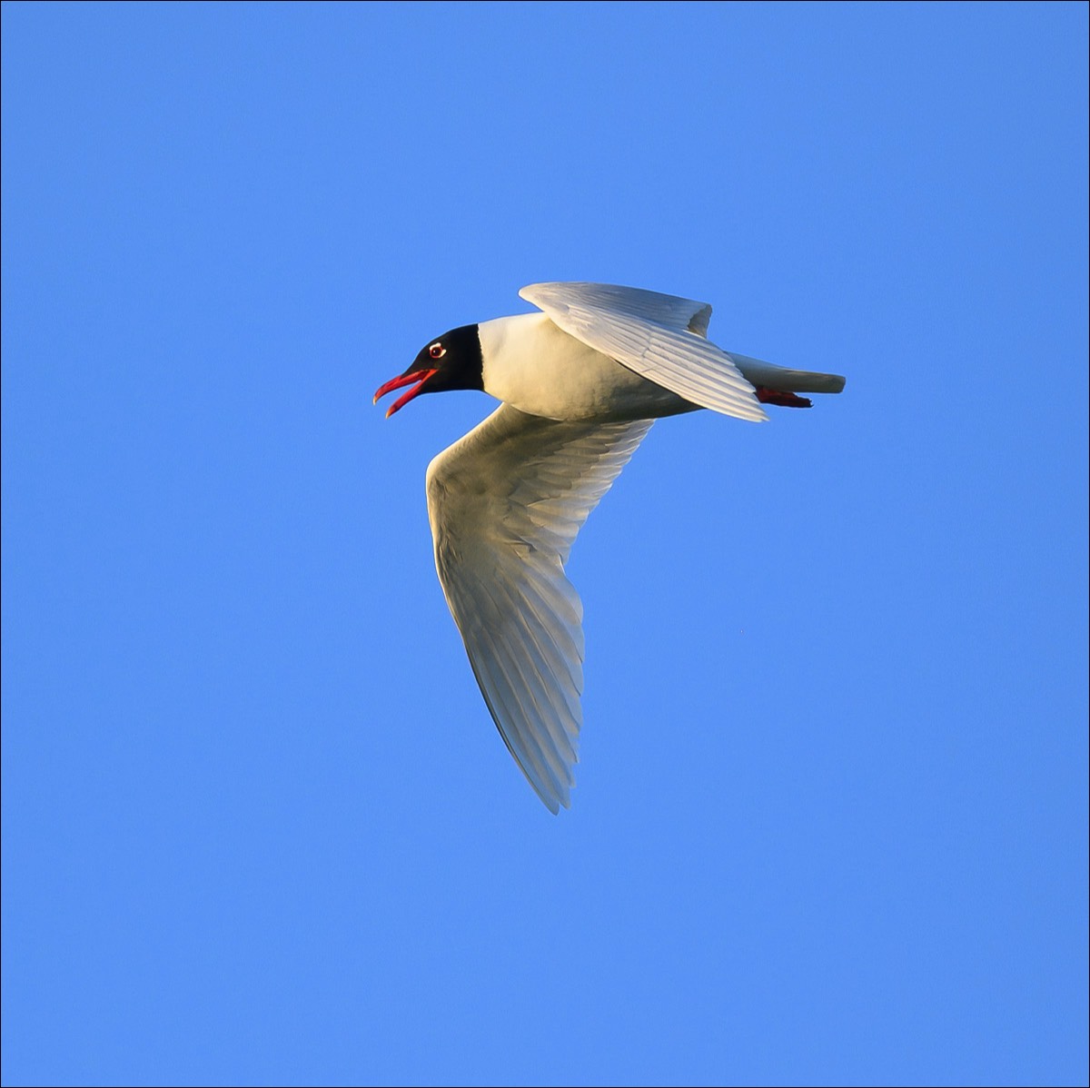 Mediterranean Gull (Zwartkopmeeuw)