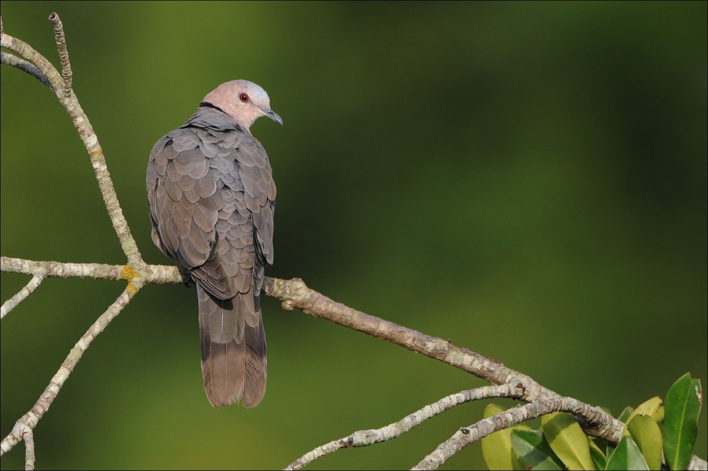 Red-eyed Turtle Dove (Roodoogtortel)