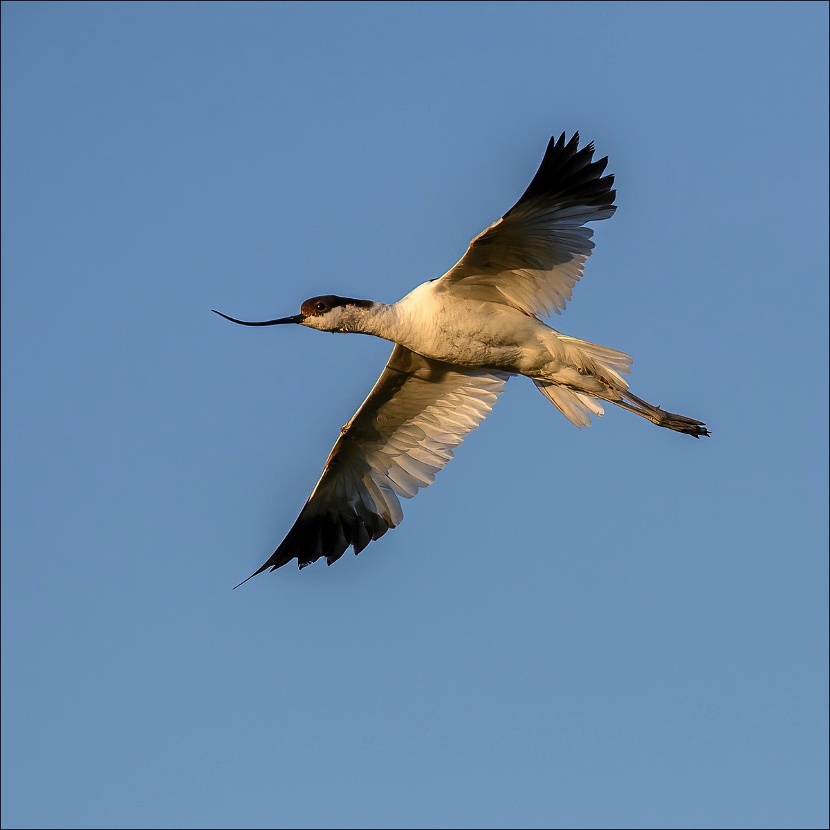 Avocet (Kluut)