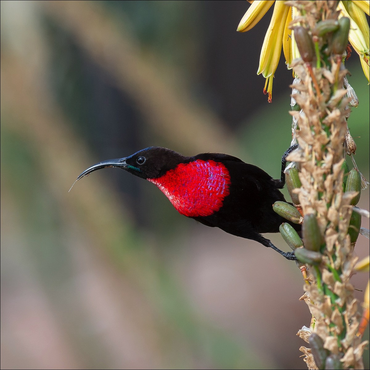 Scarlet-chested Sunbird (Roodborsthoningzuiger)