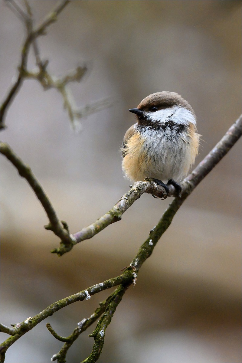 Siberian Tit (Bruinkopmees)