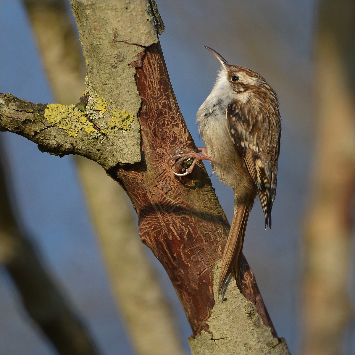 Short-toed Treecreeper (Boomkruiper)