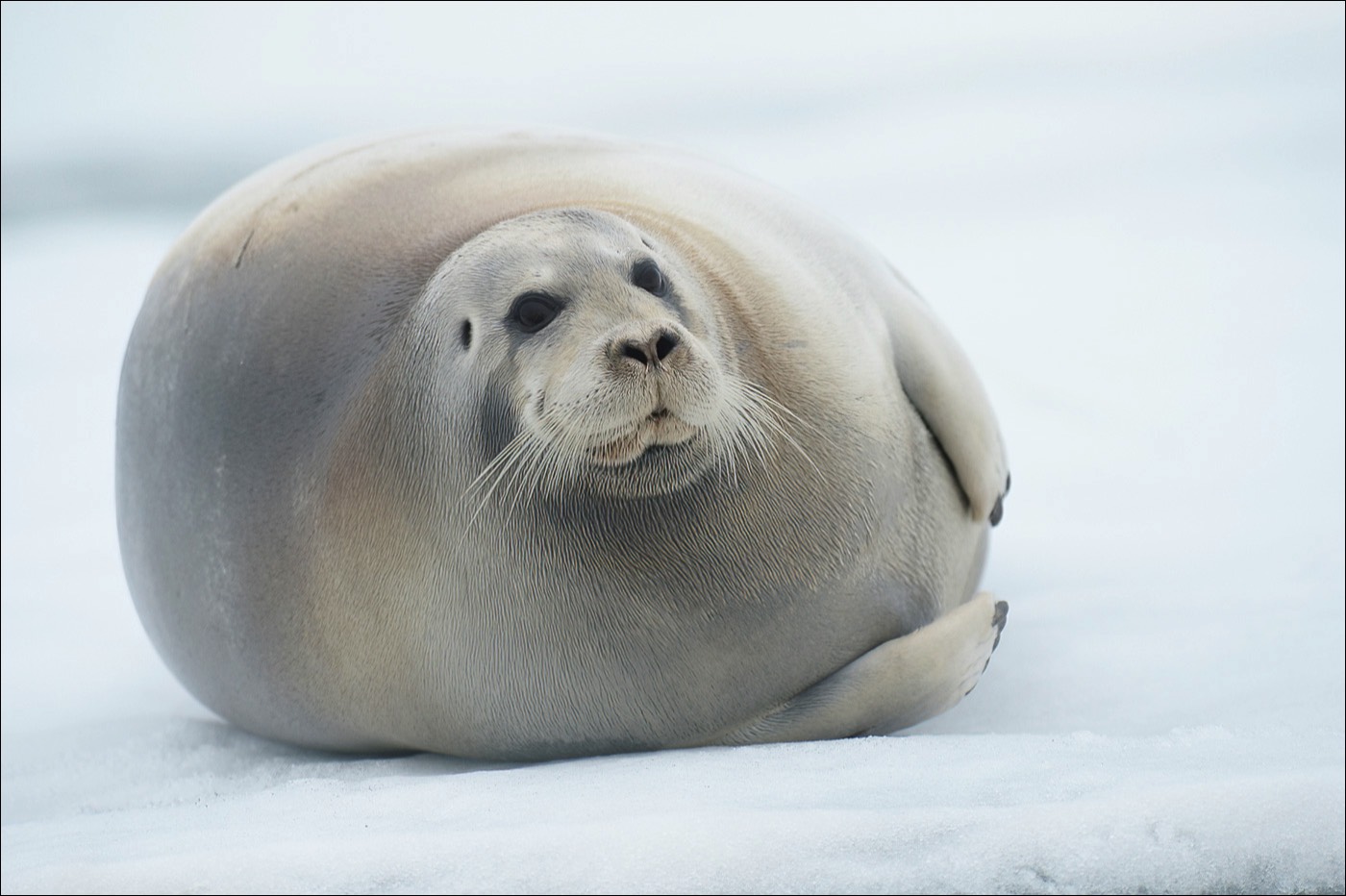 Bearded Seal (Baardrob)