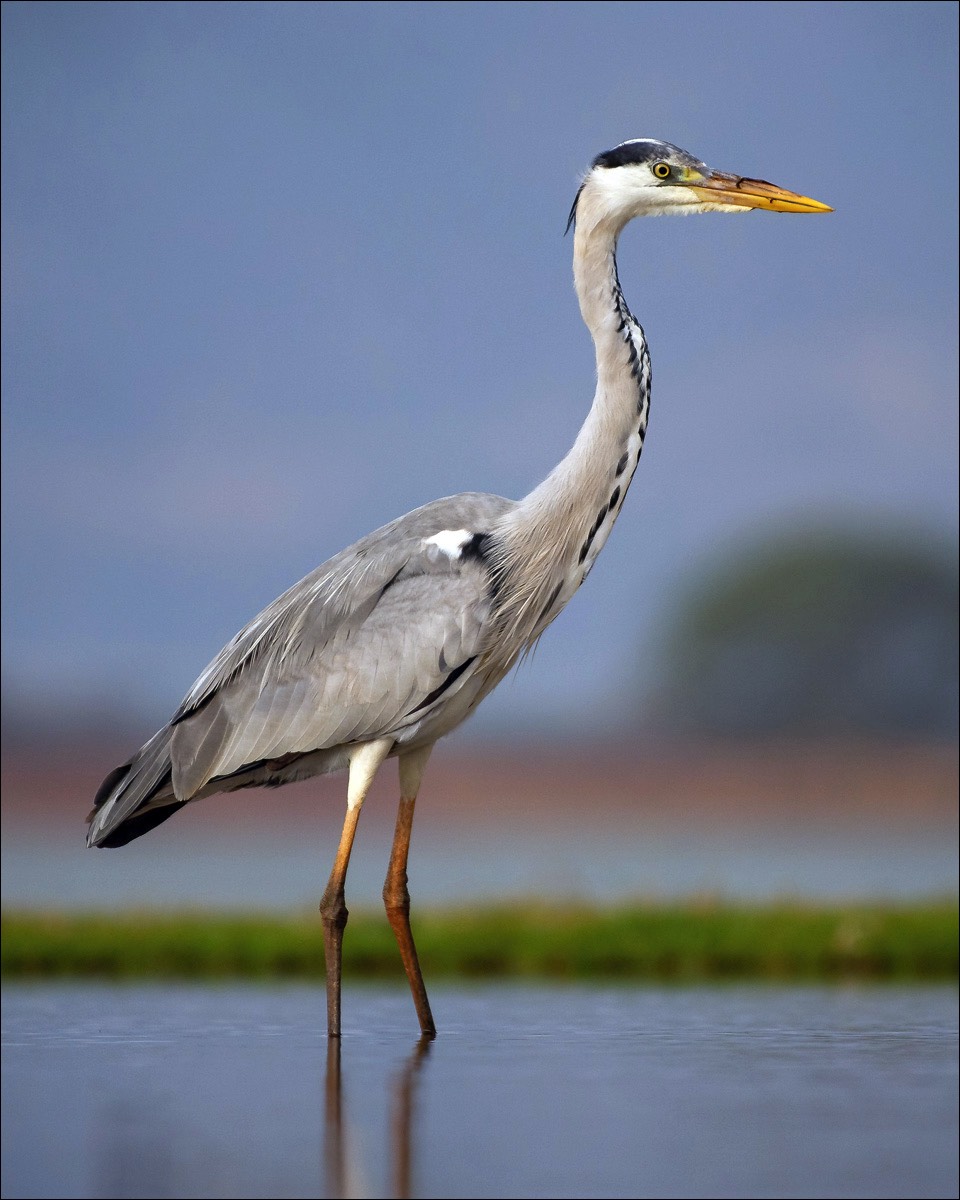 Grey Heron (Blauwe Reiger)