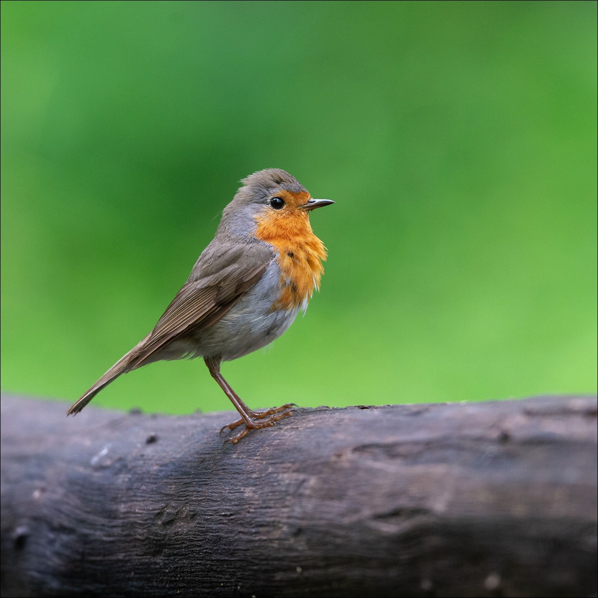 Robin (Roodborst)