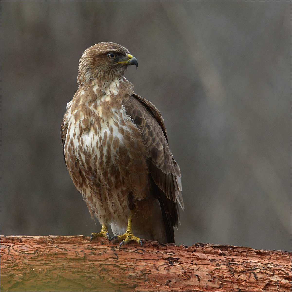 Common Buzzard (Buizerd)