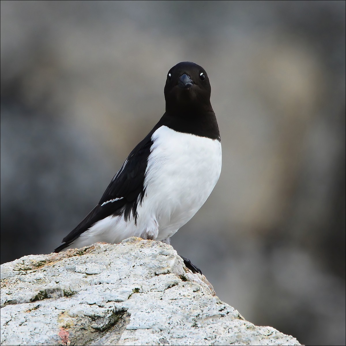 Little Auk (Kleine Alk)