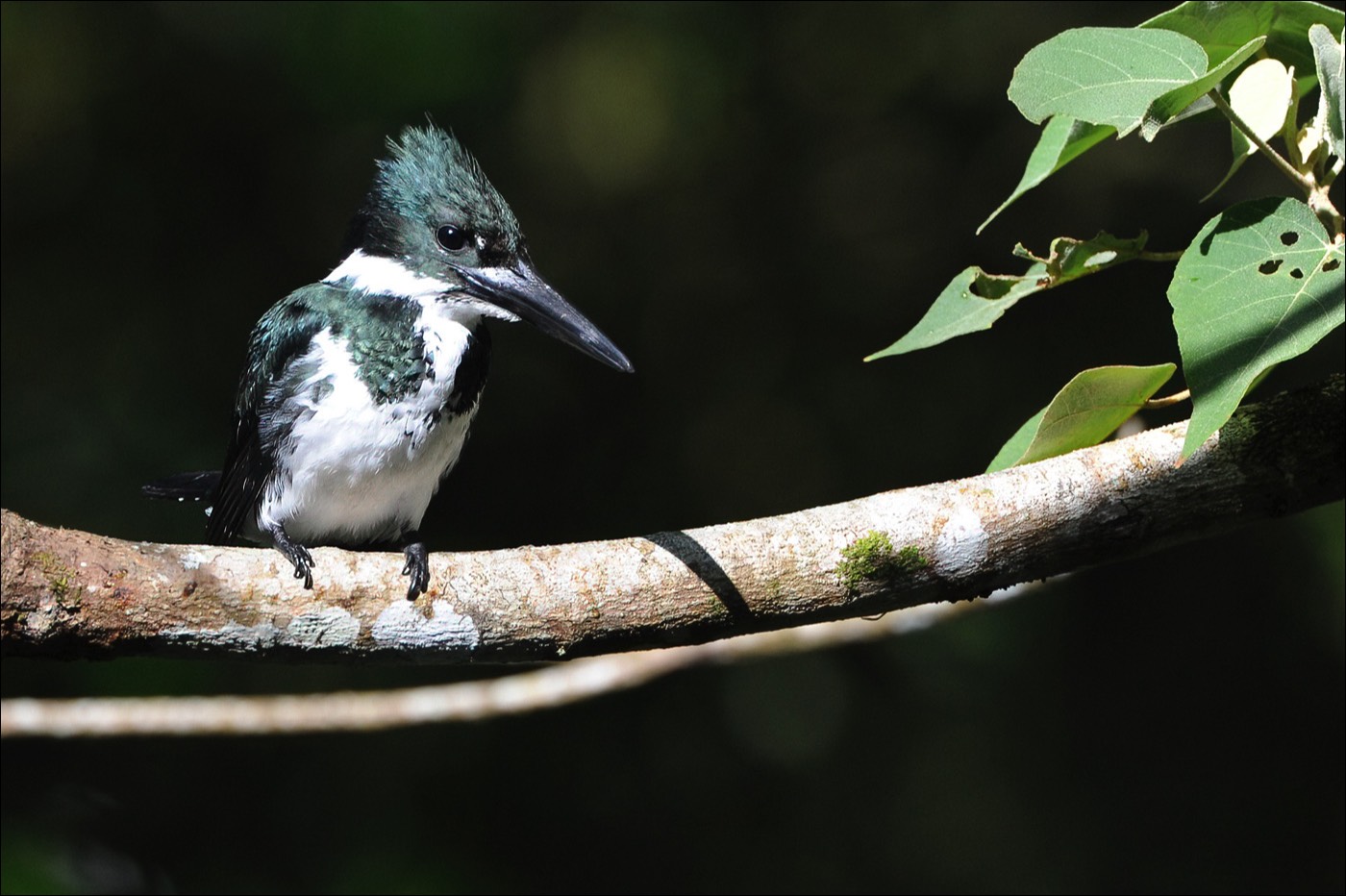 Amazon Kingfisher (Amazone-ijsvogel)