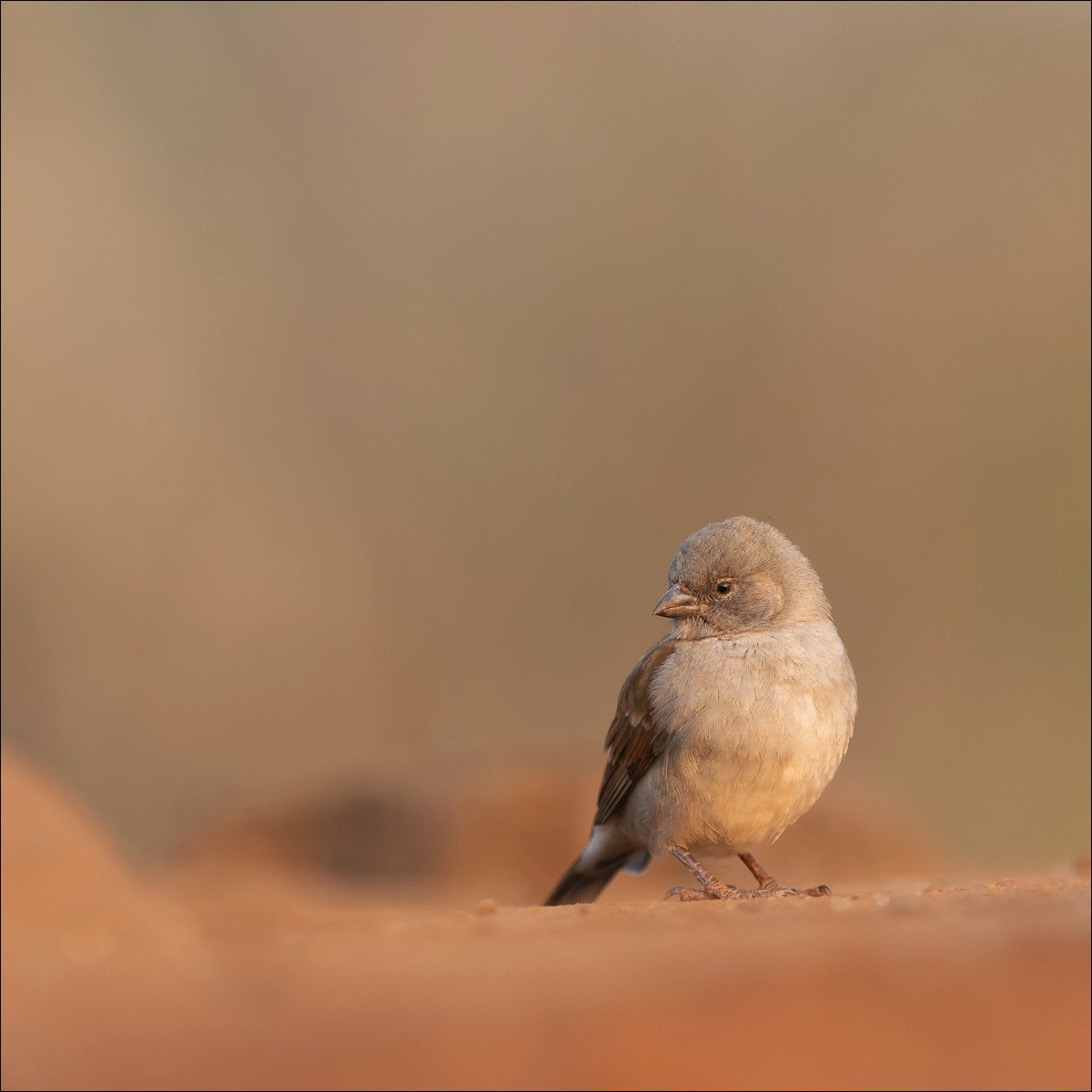 Soutern Grey-headed Sparrow (Mozambiquemus)