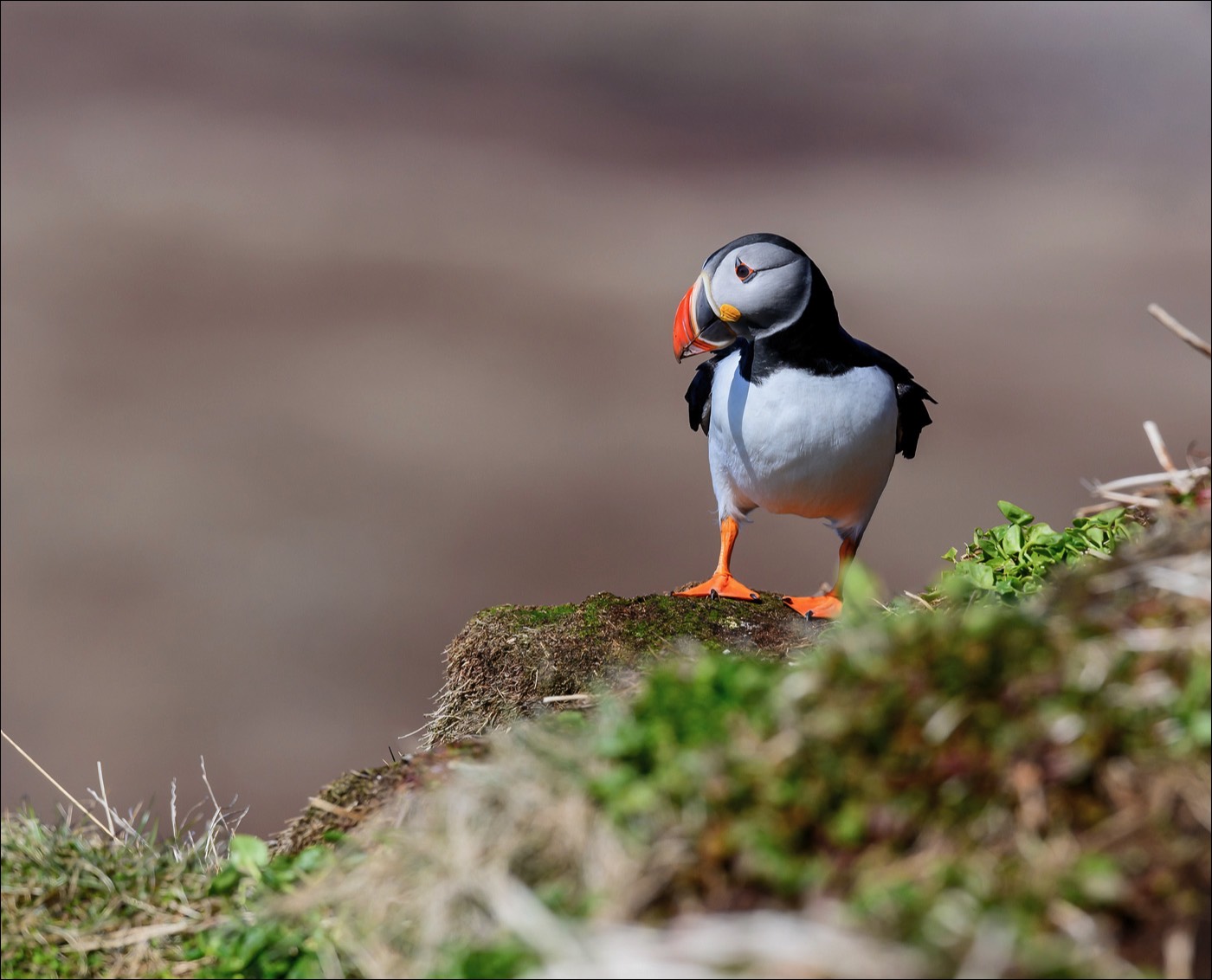 Puffin (Papegaaiduiker)