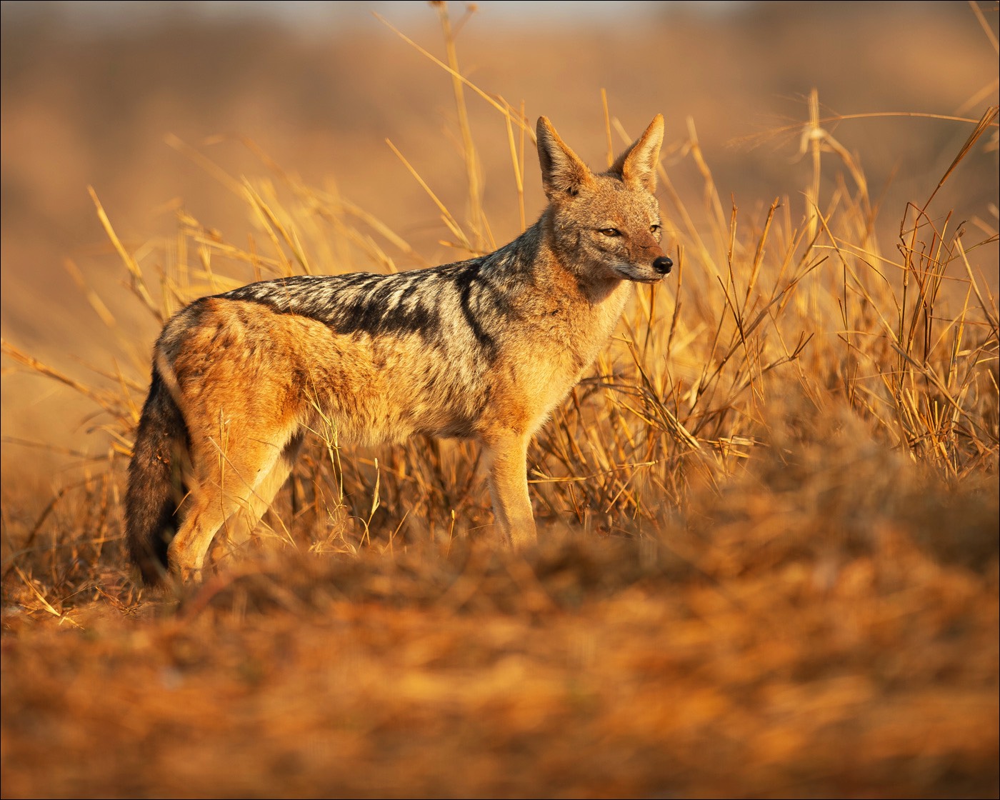 Black-backed jackal (Zadeljakhals)