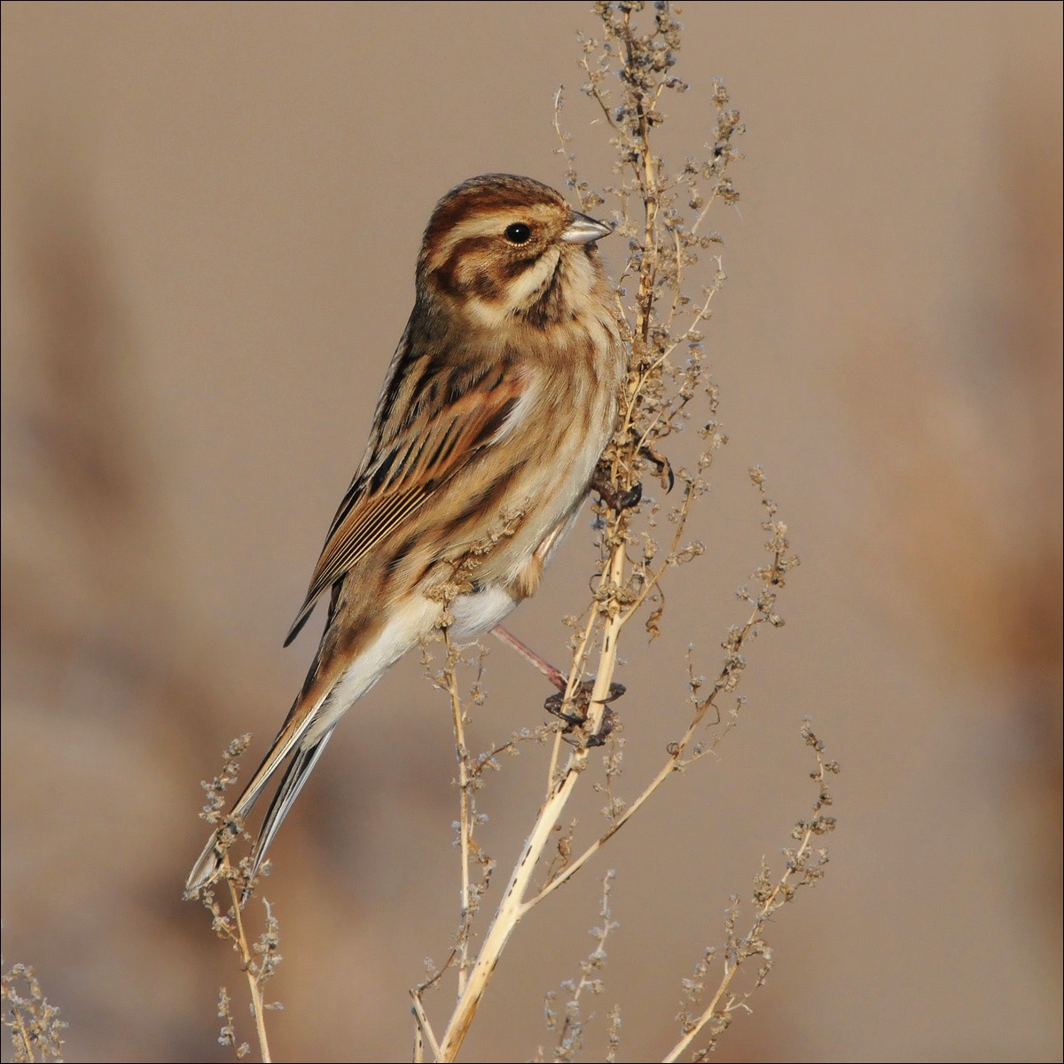 Reed Bunting (Rietgors)