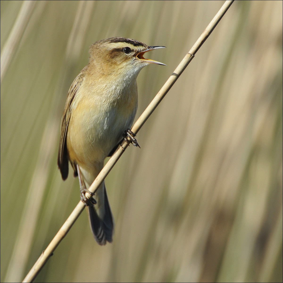 Sedge Warbler (Rietzanger)