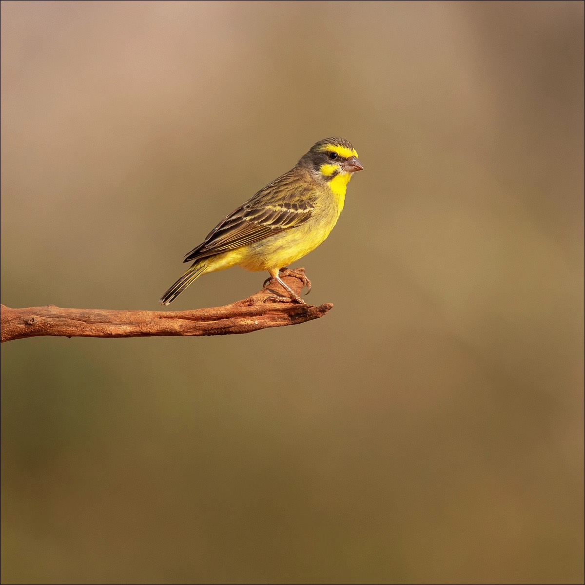 Yellow-fronted Canary (Mozambiquesijs)