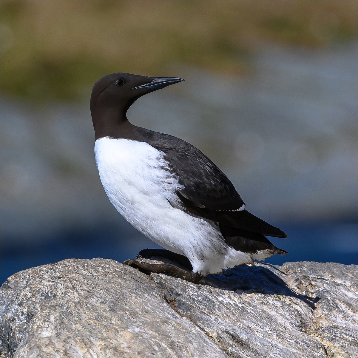 Common Guillemot (Zeekoet)