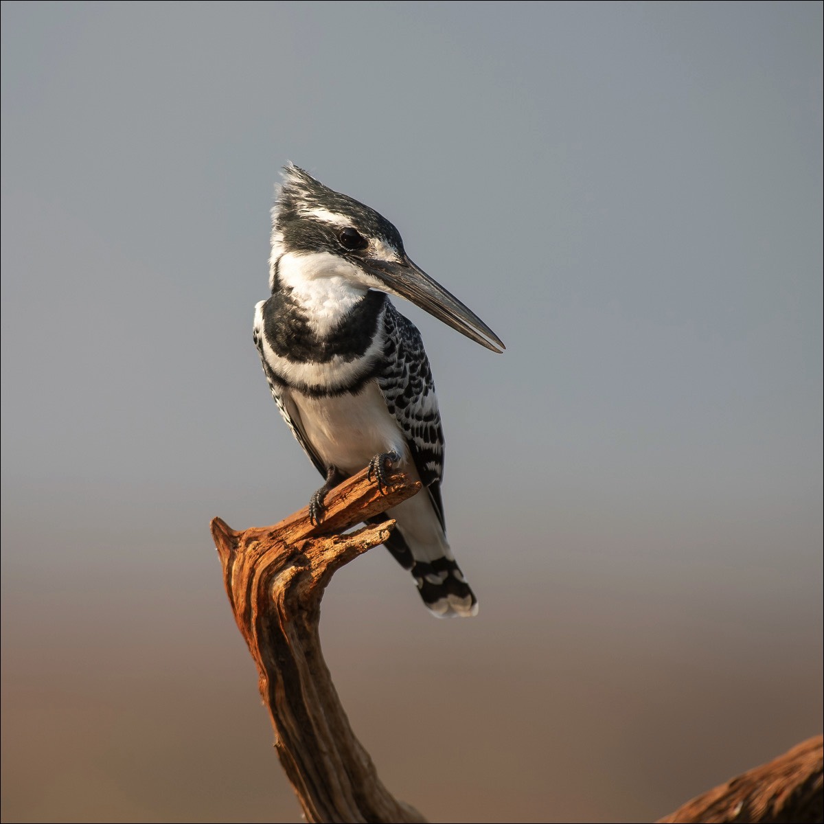 Pied Kingfisher (Bonte Ijsvogel)