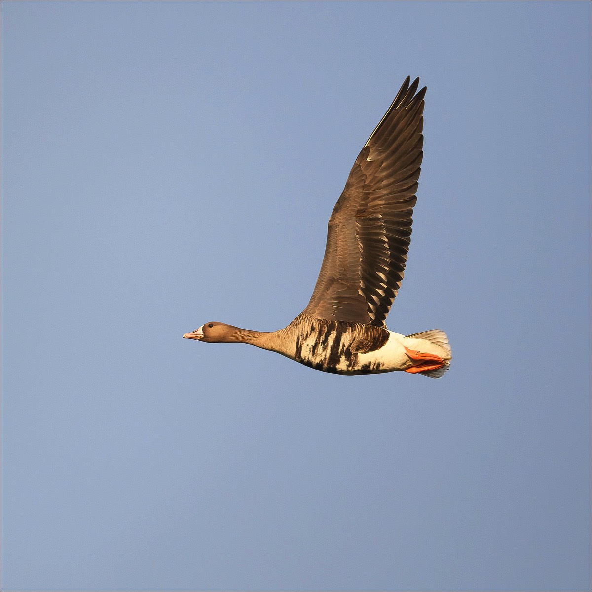 White-fronted Goose (Kolgans)