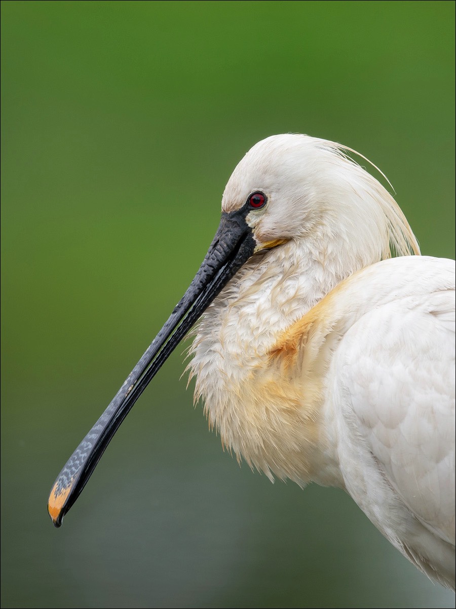 Spoonbill (Lepelaar)