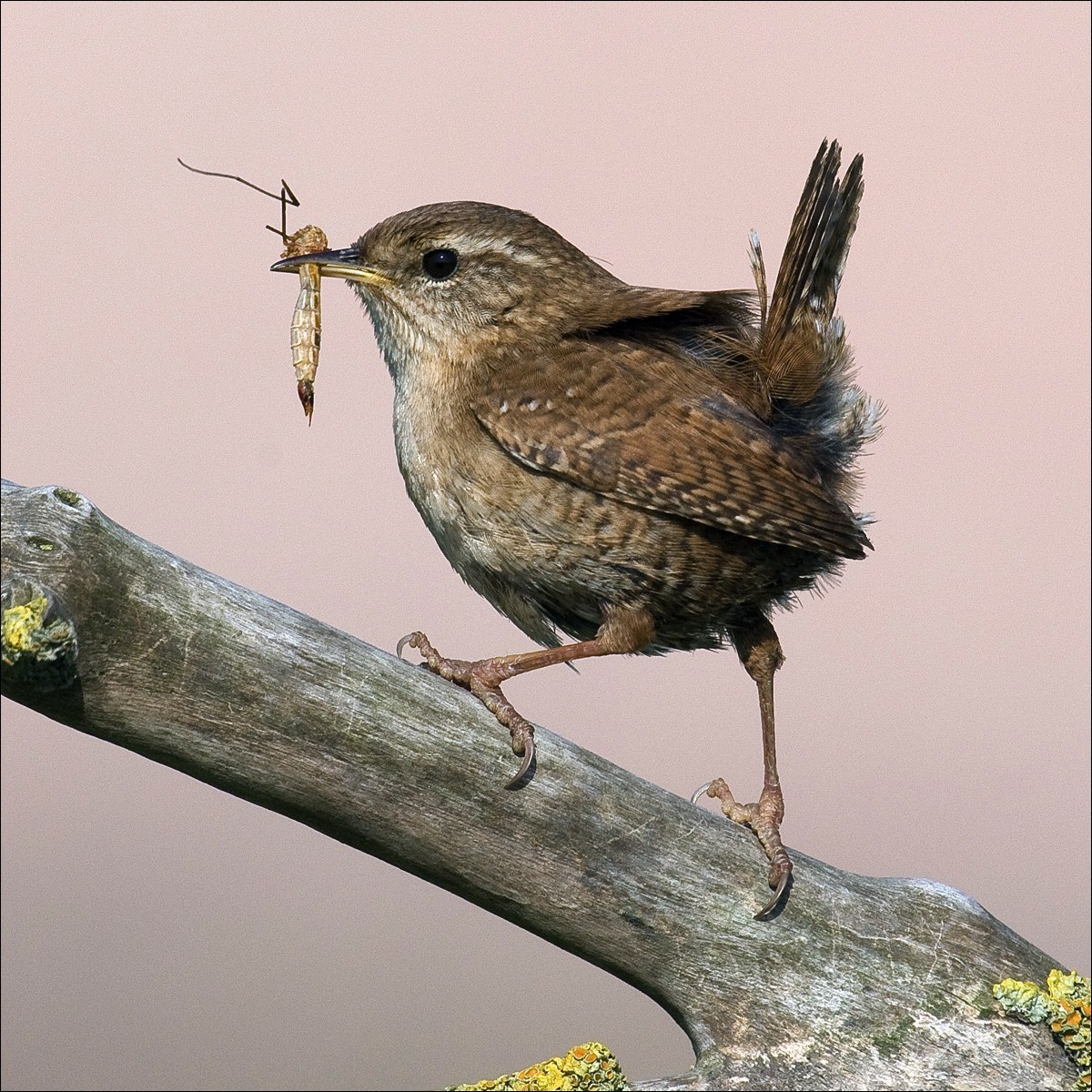 Wren (Winterkoning)