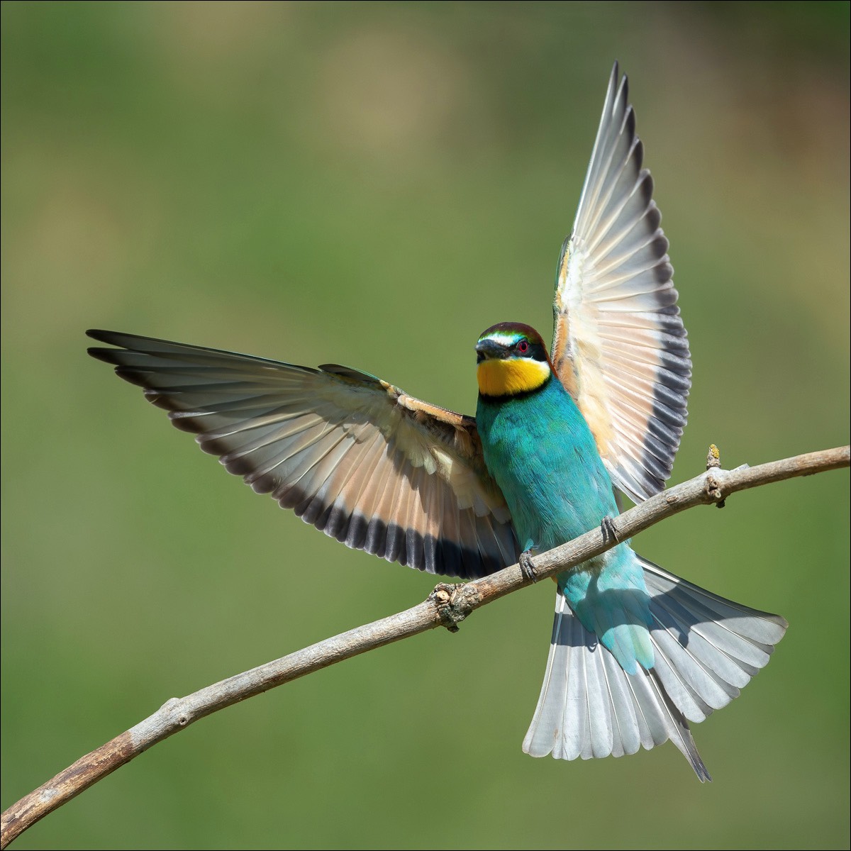 European Bee-eater (Bijeneter)