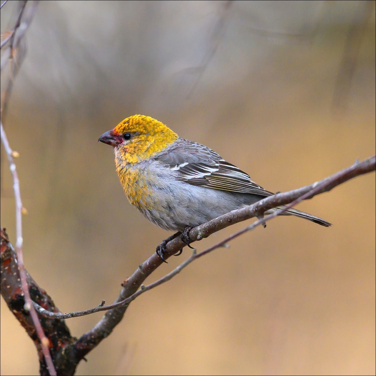 Pine Grosbeak (Haakbek)