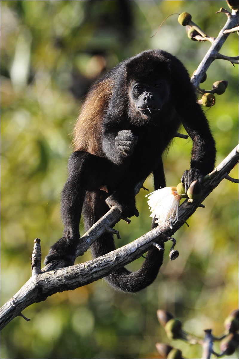 Mantled Howler (Mantelbrulaap)