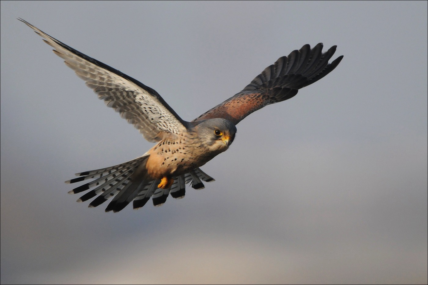 Common Kestrel (Torenvalk)