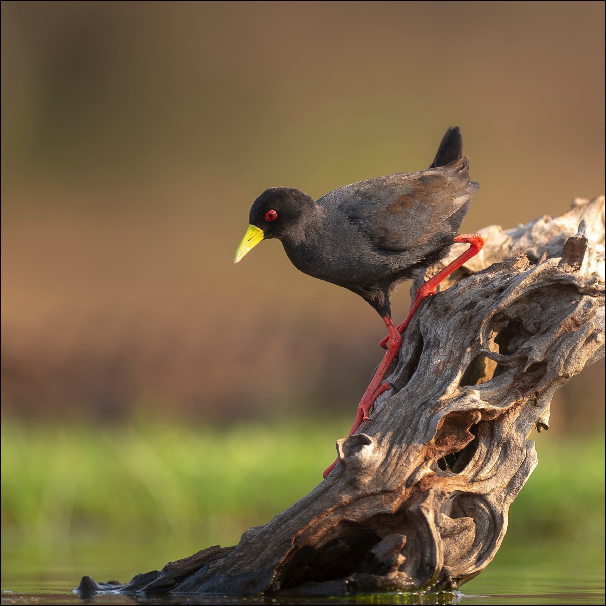 Black Crake (Zwart Porseleinhoen)