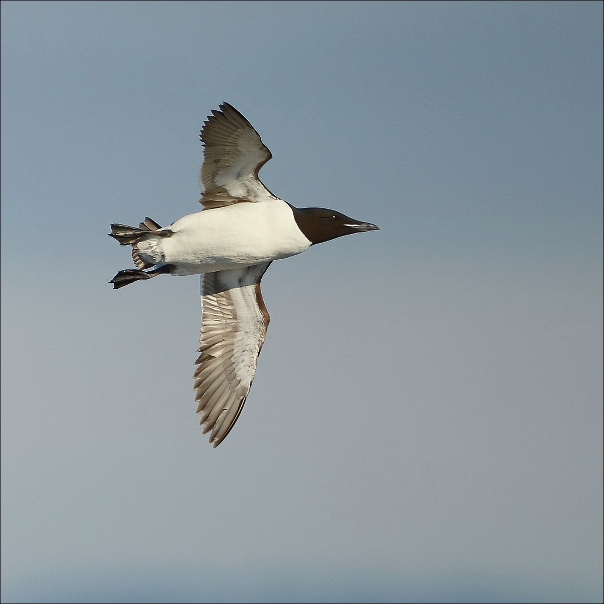 Brünnichs Guillemot (Kortbekzeekoet)