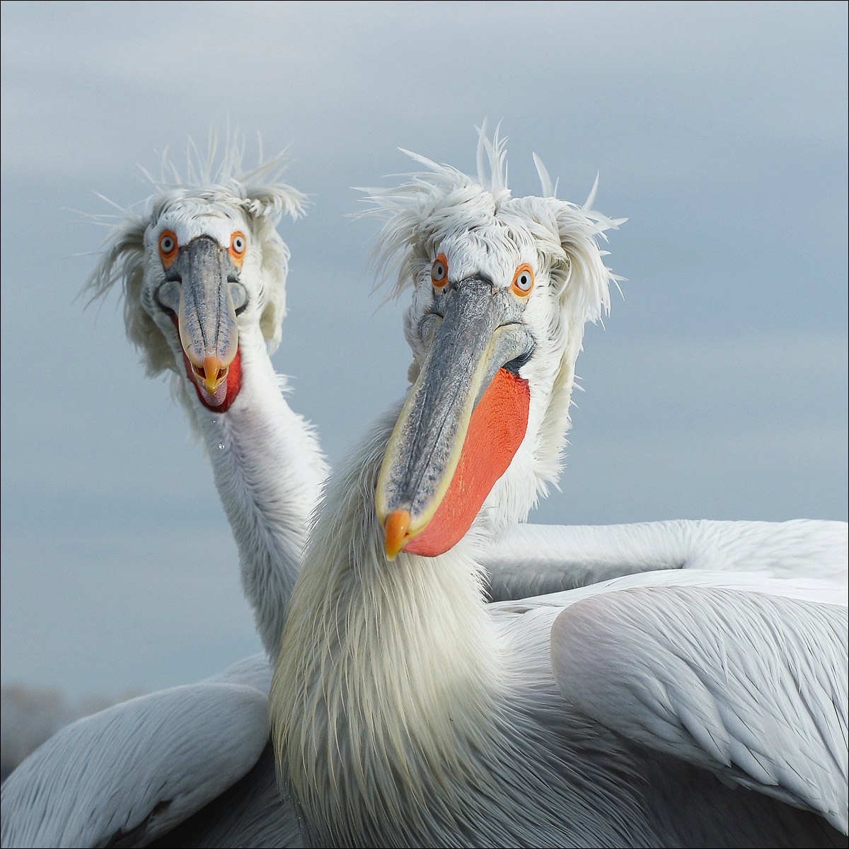 Dalmatian Pelican (Kroeskoppelikaan)