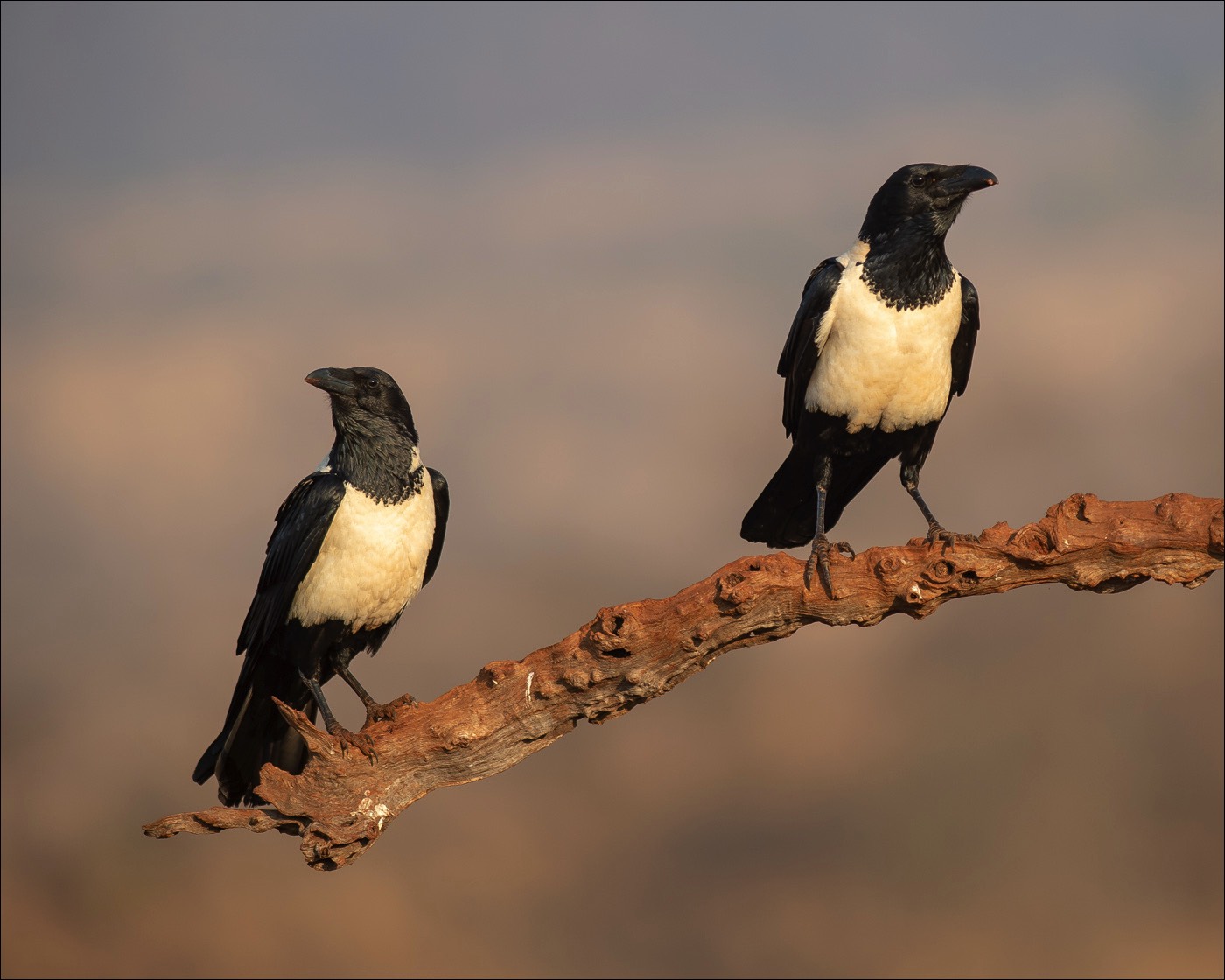 Pied Crow (Schildraaf)