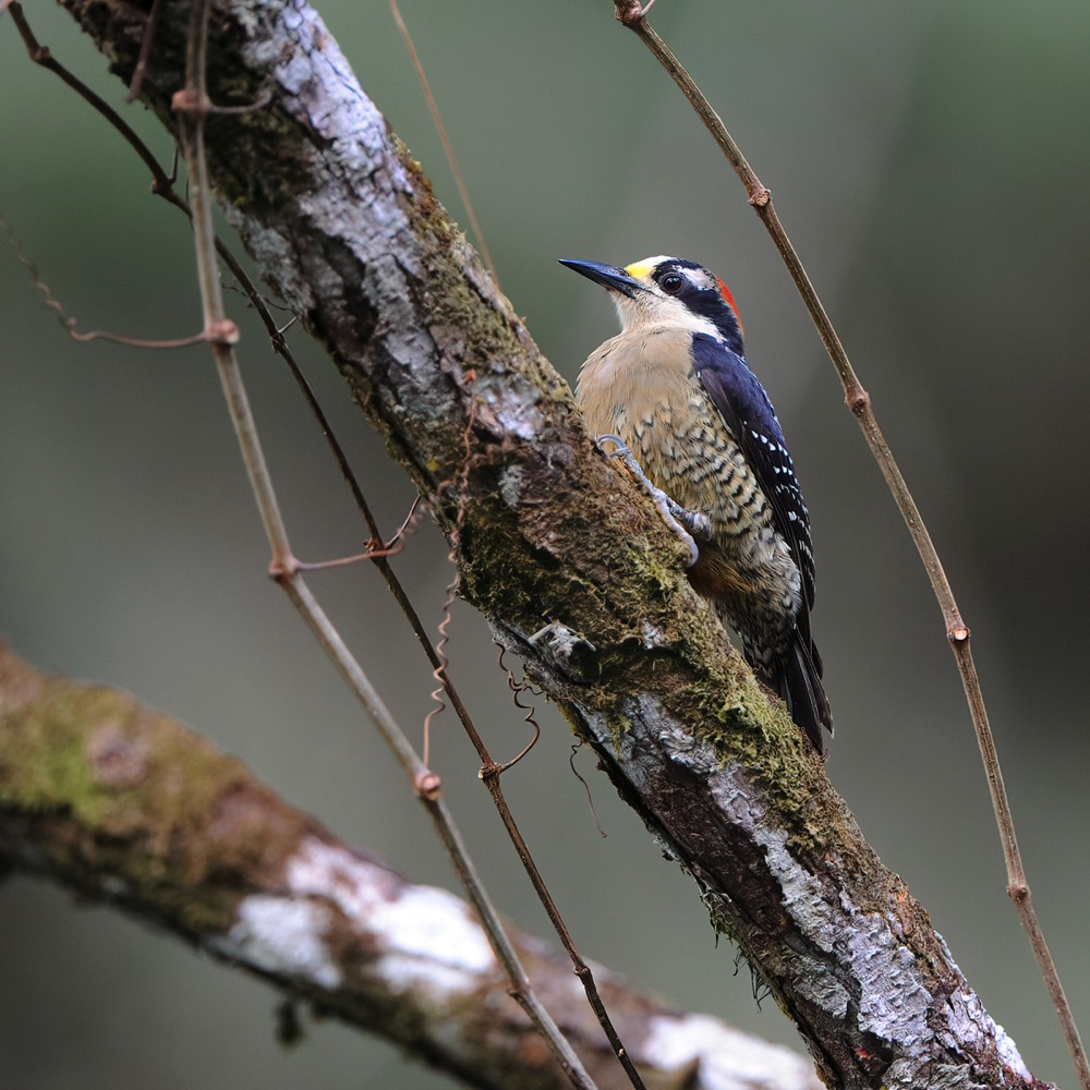 Black-cheeked Woodpecker (Zwartwangspecht)