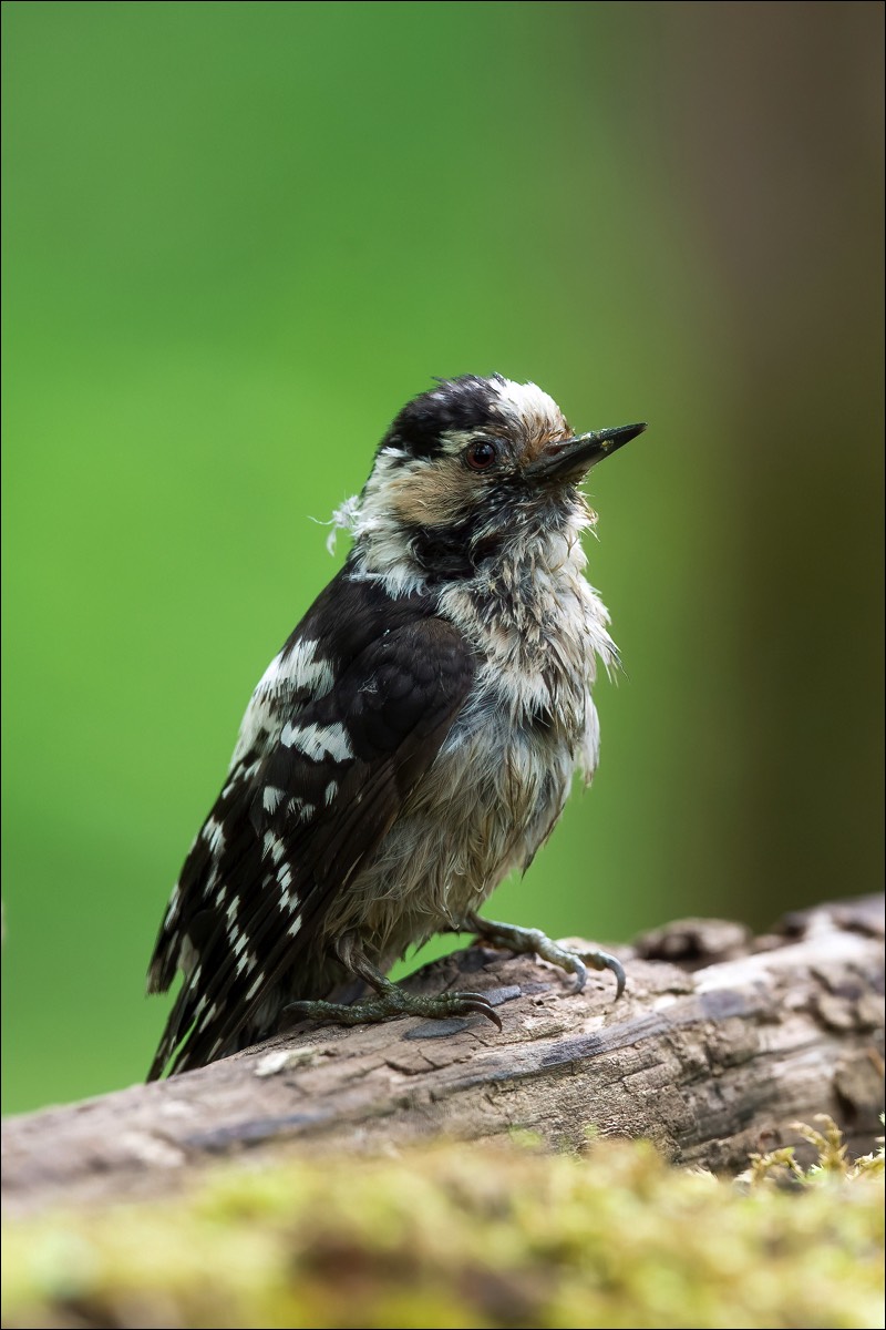 Lesser Spotted Woodpecker (Kleine Bonte Specht)