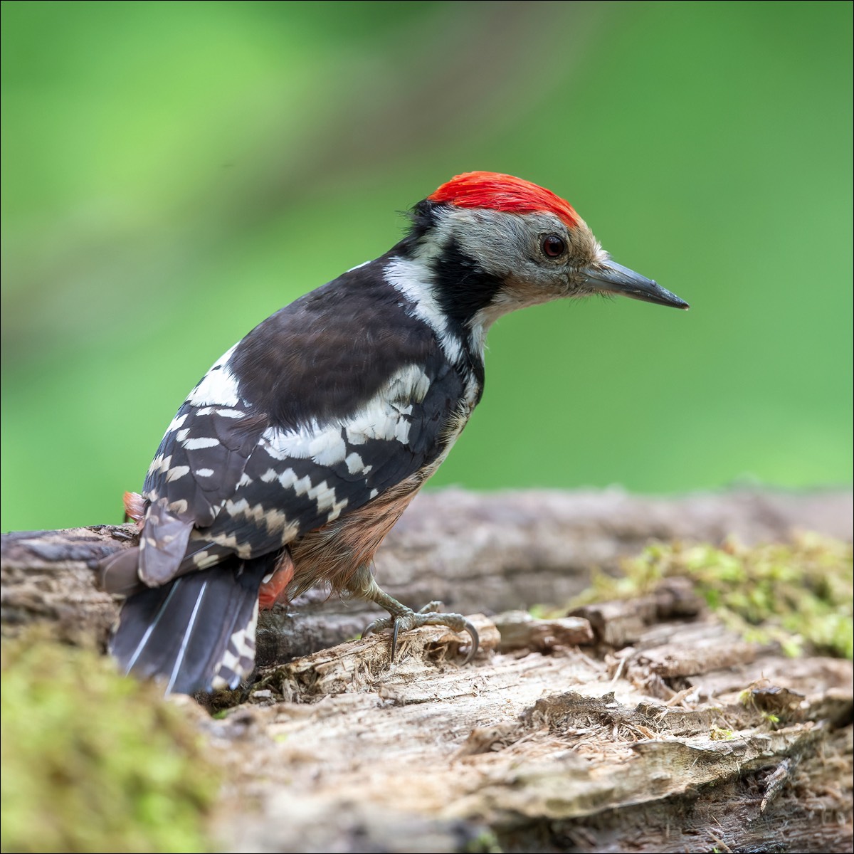 Middle Spotted Woodpecker (Middelste Bonte Specht)