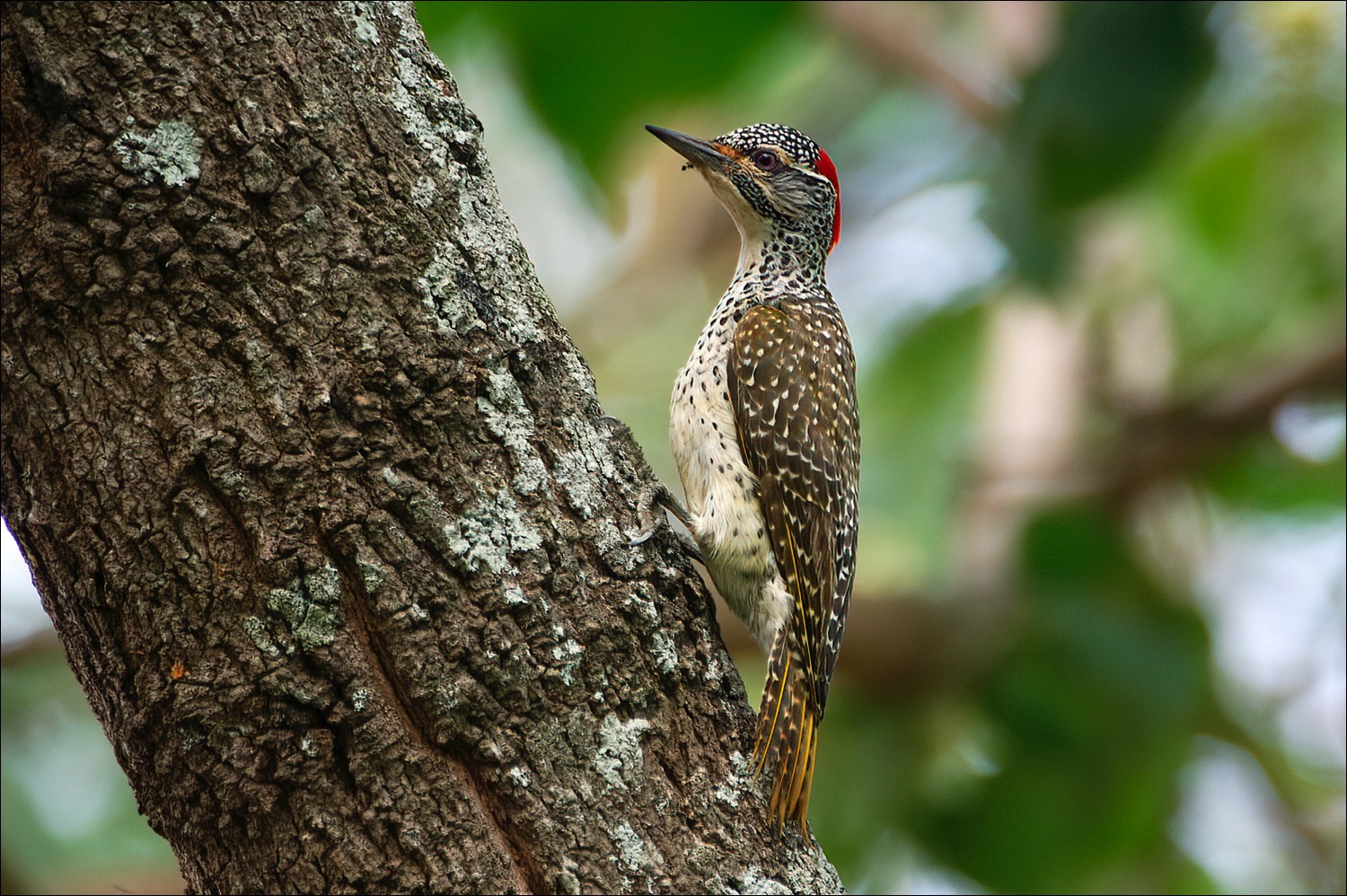 Nubian Woodpecker (Nubische Bonte Specht)