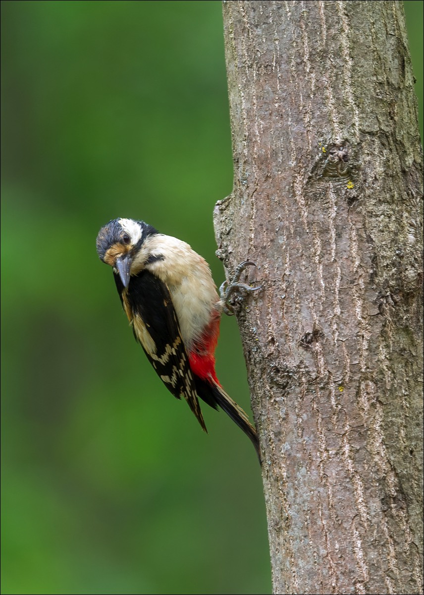 Great Spotted Woodpecker (Grote Bonte Specht)