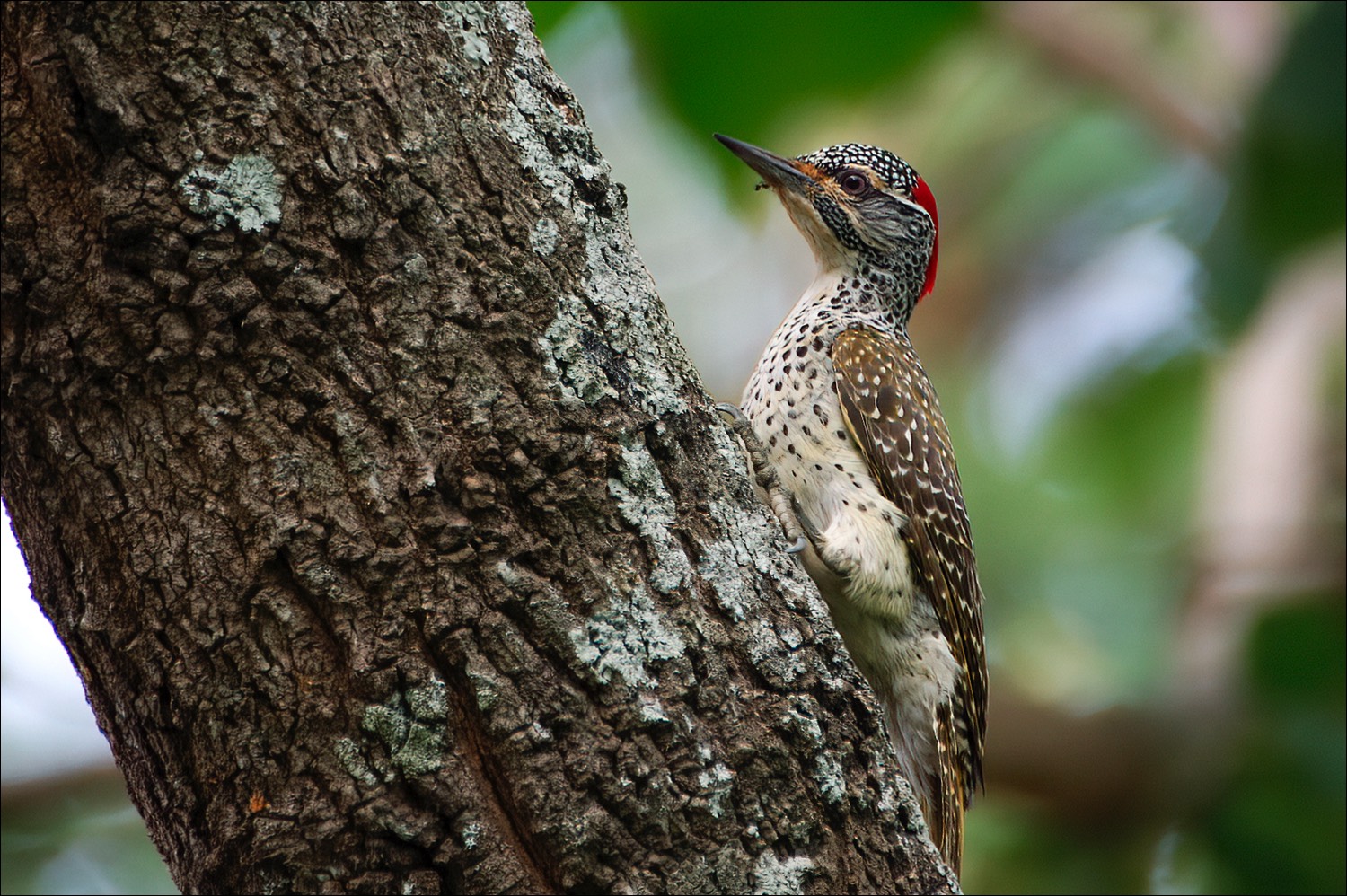 Nubian Woodpecker (Nubische Bonte Specht)