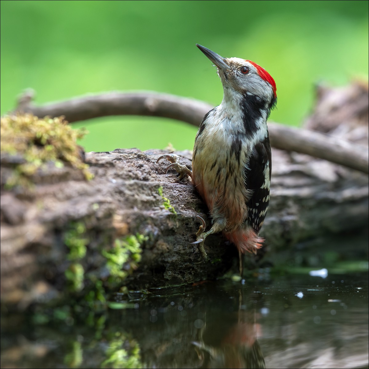 Middle Spotted Woodpecker (Middelste Bonte Specht)