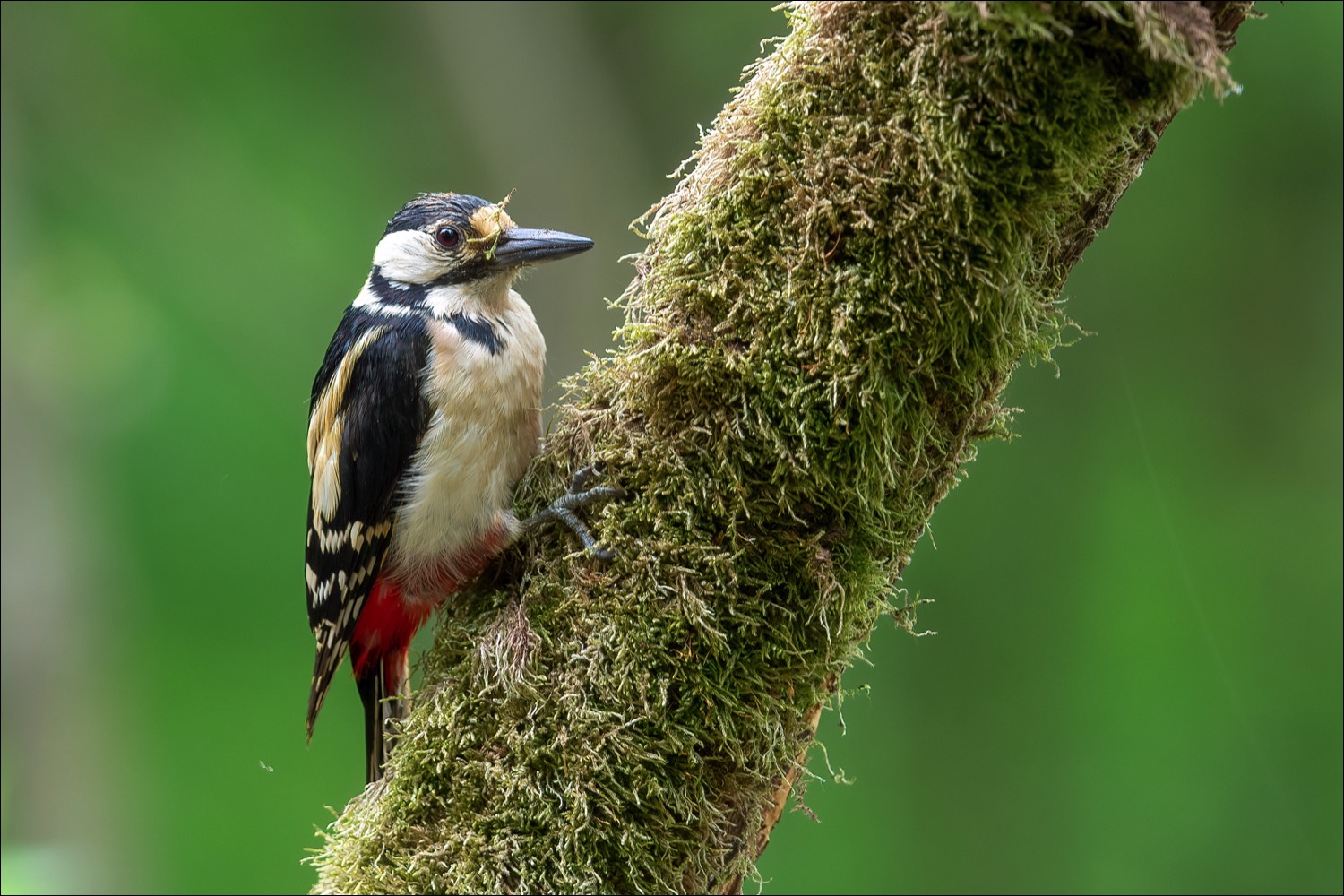 Great Spotted Woodpecker (Grote Bonte Specht)